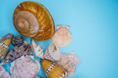 Arka plan mavi bir arka plan üzerinde deniz kabukları