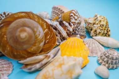 Arka plan mavi bir arka plan üzerinde deniz kabukları