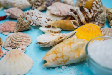 Arka plan mavi bir arka plan üzerinde deniz kabukları