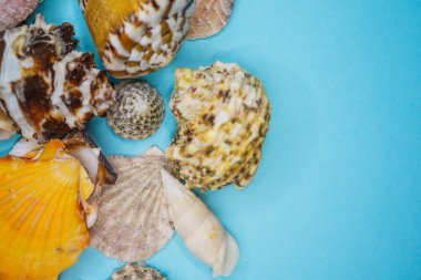 Arka plan mavi bir arka plan üzerinde deniz kabukları