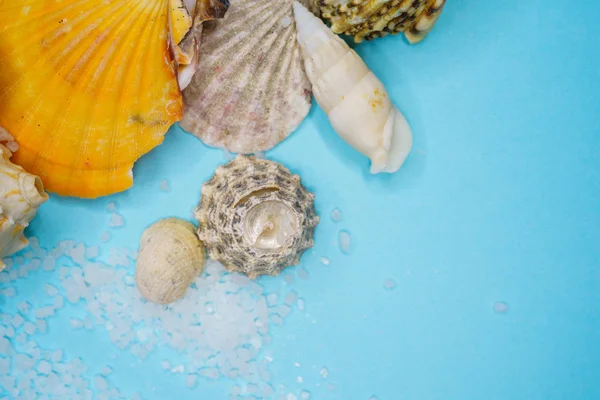 Fondo Conchas Marinas Sobre Fondo Azul —  Fotos de Stock