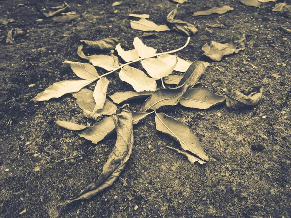 Moss Dry Leaves — Stock Photo, Image