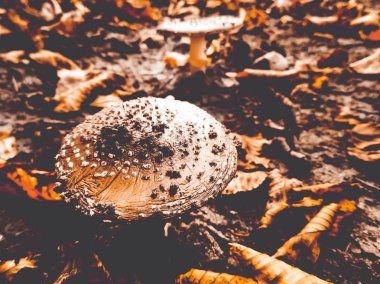 ormandaki yenilebilir sinek agaric
