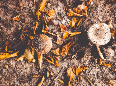 ormandaki yenilebilir sinek agaric