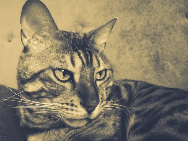 Hermoso Gato Bengalí Con Grandes Ojos — Foto de Stock