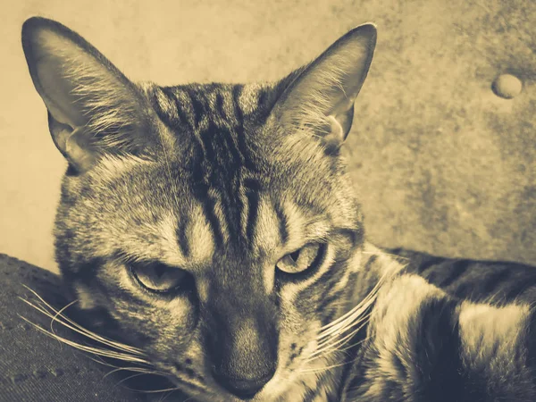 Hermoso Gato Bengalí Con Grandes Ojos — Foto de Stock