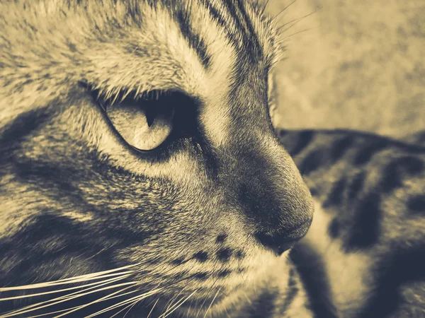 Красивая Бенгальская Кошка Большими Глазами — стоковое фото