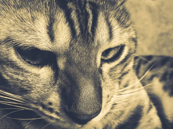 Όμορφη Βεγγαλικό Γάτα Μεγάλα Μάτια — Φωτογραφία Αρχείου