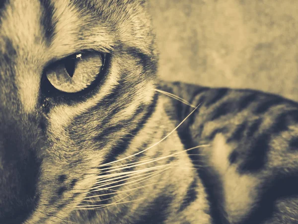 Όμορφη Βεγγαλικό Γάτα Μεγάλα Μάτια — Φωτογραφία Αρχείου