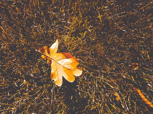 Feuilles Sèches Sur Herbe Verte — Photo