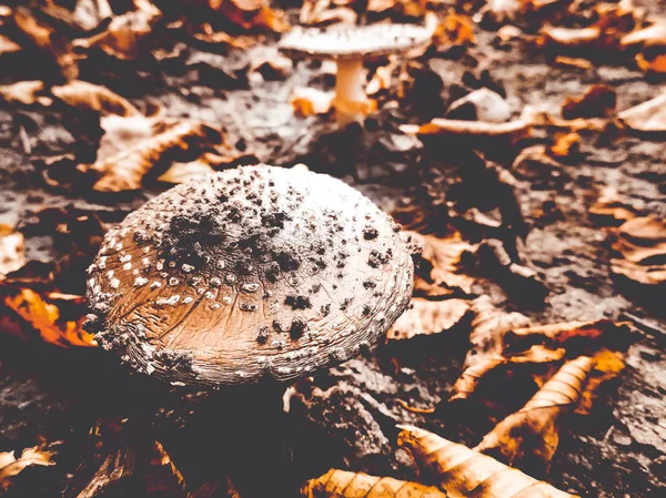 Edible Fly Agaric Forest — Stock Photo, Image