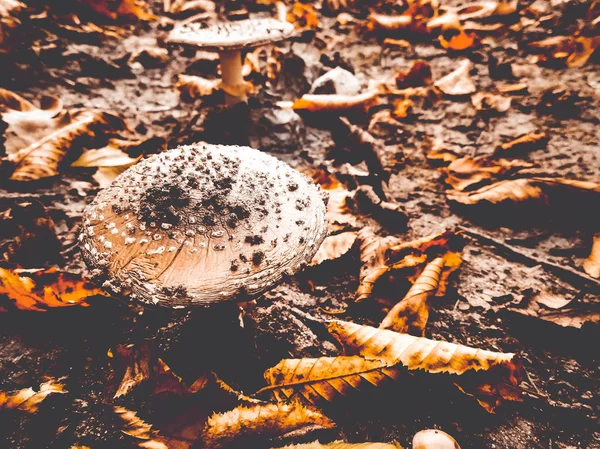 Ätbara Flugsvamp Skogen — Stockfoto