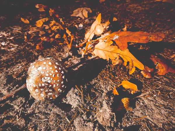 Βρώσιμα Μύγα Αγαρικό Στο Δάσος — Φωτογραφία Αρχείου
