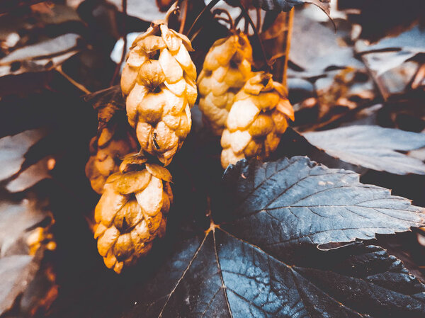 культивация хмеля для переработки
