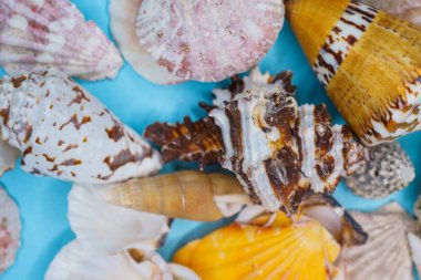 Mavi arka planda deniz kabukları