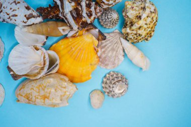 Mavi arka planda deniz kabukları