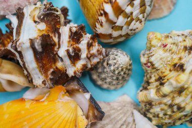 Mavi arka planda deniz kabukları