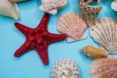 Mavi arka planda deniz kabukları
