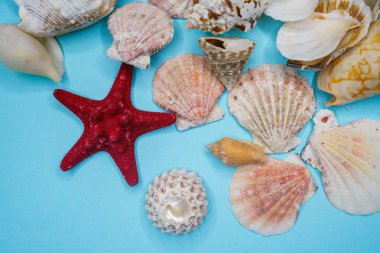 Mavi arka planda deniz kabukları