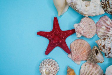 Mavi arka planda deniz kabukları