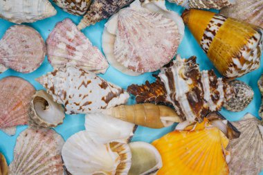 Mavi arka planda deniz kabukları