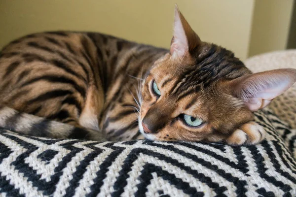 Kot Bengalski Zdjęciu — Zdjęcie stockowe