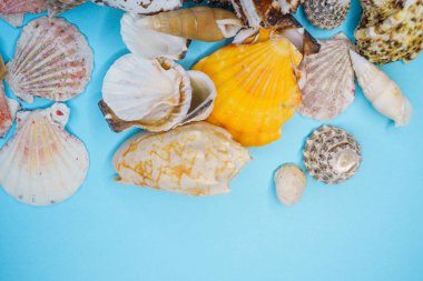 Mavi arka planda deniz kabukları