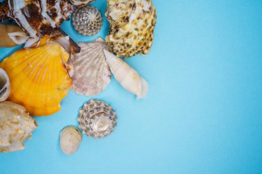 Mavi arka planda deniz kabukları