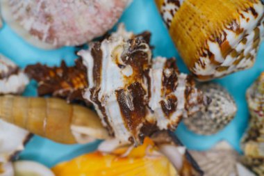 Mavi arka planda deniz kabukları