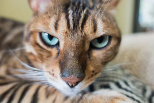 Katze Von Bengal Auf Dem Bild — Stockfoto