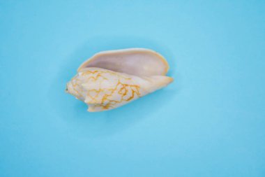 Mavi arka planda deniz kabukları