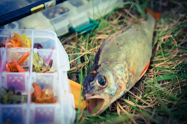 Concetto Pesca Affrontare Canna Pesca Pesce Sull Erba — Foto Stock