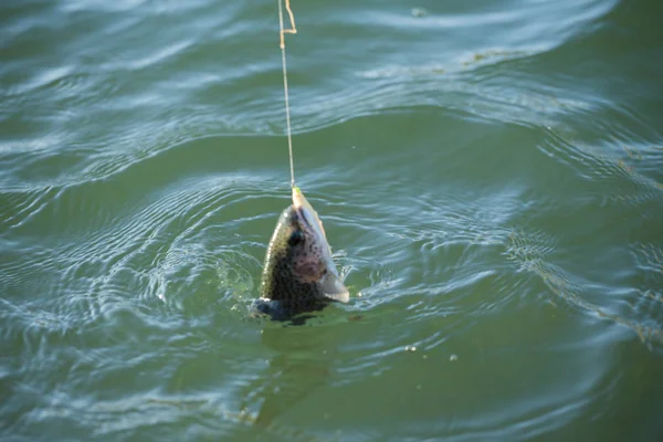 Рыбалка Форели Озере — стоковое фото