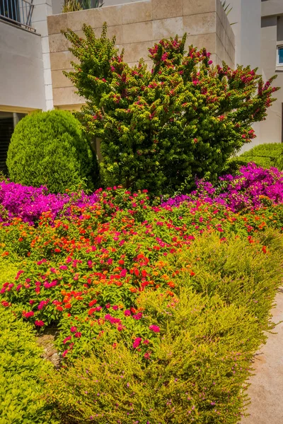 Przepięknym Nadmorskim Kurorcie Zielony Kwiaty — Zdjęcie stockowe