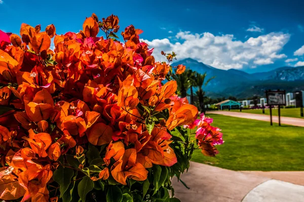 Bella Località Balneare Verde Fiori — Foto Stock