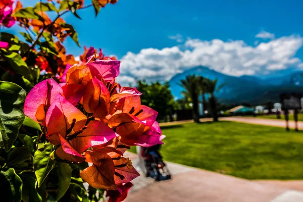 Bella Località Balneare Verde Fiori — Foto Stock