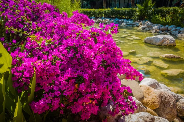 Güzel Tatil Beldesi Yeşil Çiçekler — Stok fotoğraf