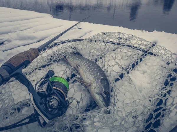 Pesca Del Luccio Sul Lago Attività Ricreative Pesca — Foto Stock