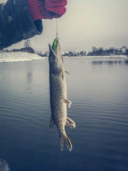 Pike fishing on the lake. Fishing recreation