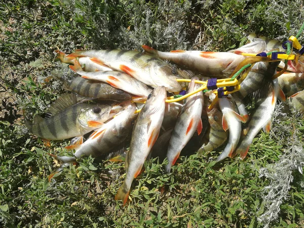 Pesca Lúcio Lago Recreação Pesca — Fotografia de Stock