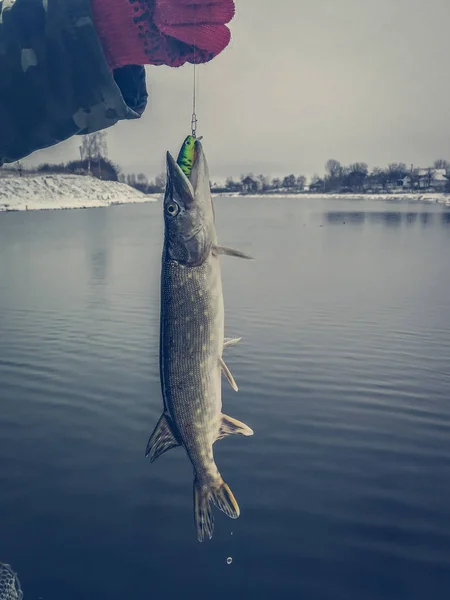 Gäddfiske Sjön Fritidsfiske — Stockfoto