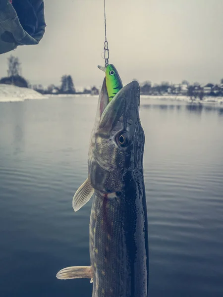 Pike Horgászik Tavon Halászati Szabadidő — Stock Fotó