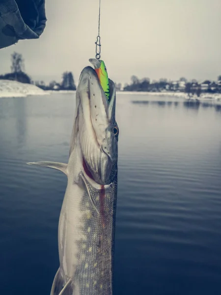 Pike fishing on the lake. Fishing recreation