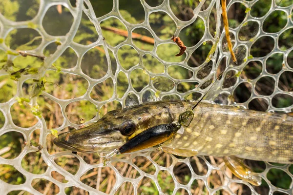 Boa Captura Pesca Lago — Fotografia de Stock