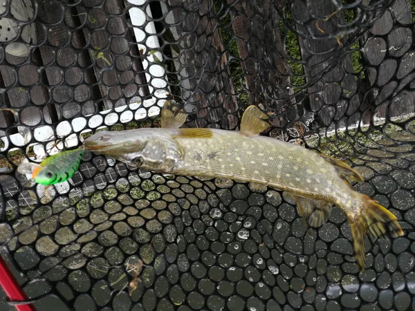 Pesca Lucio Lago Recreo Pesca — Foto de Stock