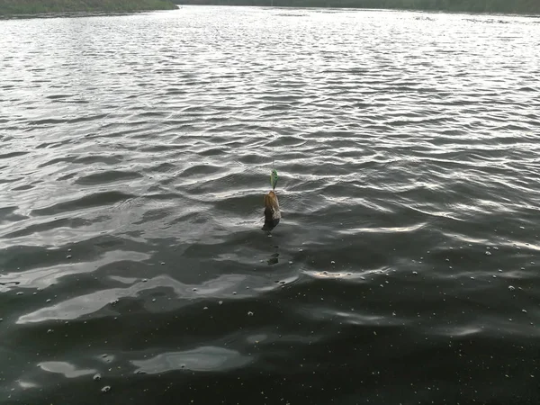 Pesca Lúcio Lago Recreação Pesca — Fotografia de Stock