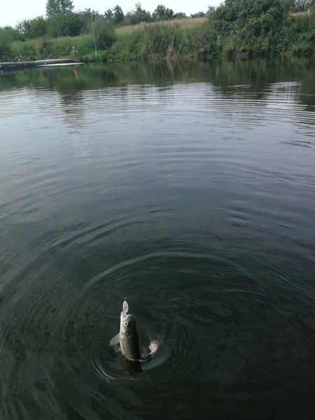 Pêche Brochet Sur Lac Loisirs Pêche — Photo