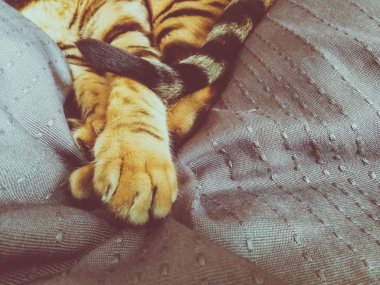 iri gözlü güzel Bengalli kedi