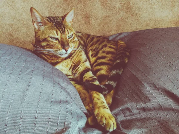 Hermoso Gato Bengalí Con Grandes Ojos — Foto de Stock