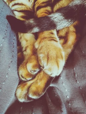 Bengal kedinin pençeleri